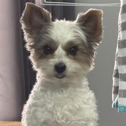 Yorkshire Terriers from Dallas Parti Yorkies