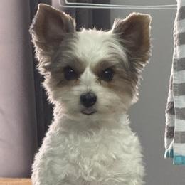 Yorkshire Terriers from Dallas Parti Yorkies