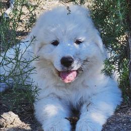 HICCUP - White male Great Pyrenees puppy in Trinidad, Colorado from Prospect Pyrenees
