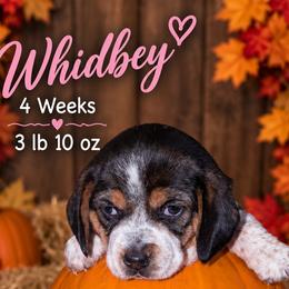 Nova (pink) - Black tan and white female Beagle puppy in Trail, Oregon from Jennifer Knapp's AKC Beagles