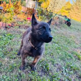 Ollie - Gold brindle male Dutch Shepherd puppy in Hastings, Minnesota from Century Hills Farm