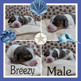 Breezy - Piebald male Dachshund puppy in Deckerville, Michigan from Goldie Girls Ranch Dachshunds