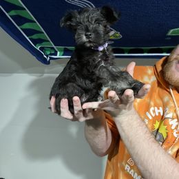 Miniature Schnauzer Puppies from Mini Schnauzers for Life