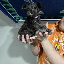 Miniature Schnauzer Puppies from Mini Schnauzers for Life