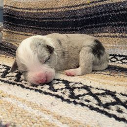 Dark Blue Boy - White and blue merle male Border Collie puppy in Ripley, Oklahoma from Adventure5 Border Collies