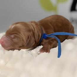 Blue - Red male Australian Labradoodle puppy in Citrus Heights, California from Elite Blend Labradoodles