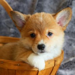 Cheez-it - Red female Pembroke Welsh Corgi puppy in California City, California from Piff N Puff Corgis