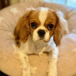 Cavalier King Charles Spaniel puppies from Ellis Family Cavaliers
