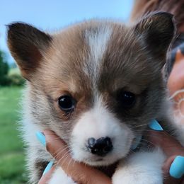Pembroke Welsh Corgi puppies from Cozy Corgi Ranch