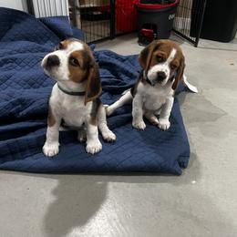 Beagle Puppies from Leslie Beagles of Leslie Farm
