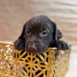 Swift - Chocolate male Labrador Retriever puppy in Isle, Minnesota from Dog Ear Outfitters