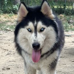 Amari - Siberian Husky