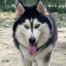 Amari - Siberian Husky