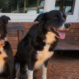 Smoke - Border Collie