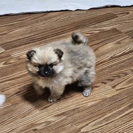 Pomeranian and Yorkshire Terrier Puppies from Pam Ackley