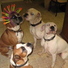 Boxers from Mischievous Boxers
