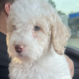 Goldendoodle and Labradoodle Puppies from Oodles of doodles nw ga