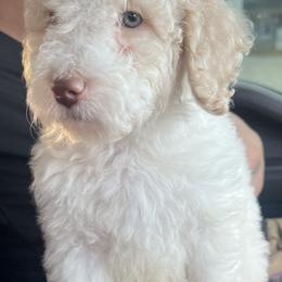 Goldendoodle and Labradoodle Puppies from Oodles of doodles nw ga