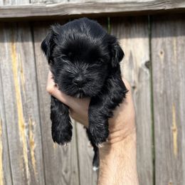 Havanese Puppies from Beota Havanese