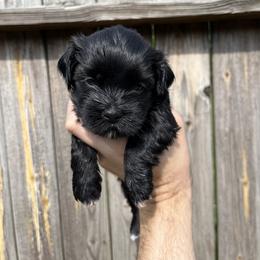 Havanese Puppies from Beota Havanese