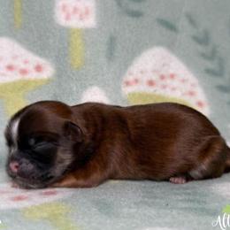 Shih Tzu puppies from Altas Palmas Shih Tzu