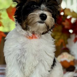 Orange Collar 3500 - Black tan and white female Biewer Terrier puppy in Ambrose, Georgia from Southern Star Biewer Terriers