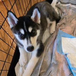 Purple (Available) - Gray and white female Siberian Husky puppy in Canton, Georgia from Genine Appello