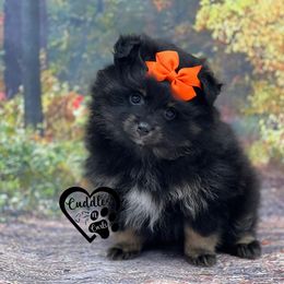 Dachshund, Pomeranian, and Poodle Puppies from Cuddles n Curls