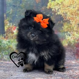 Dachshund, Pomeranian, and Poodle Puppies from Cuddles n Curls