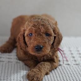 Oakley - Apricot female Goldendoodle puppy in Galt, California from Foxi Goldendoodles