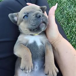 Yellow collar - Chestnut brindle female Cane Corso puppy in Springfield, Oregon from PNW Cane Corsos