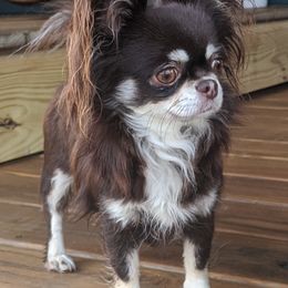 Chihuahua All Grown Up from Precious Paws Chihuahuas