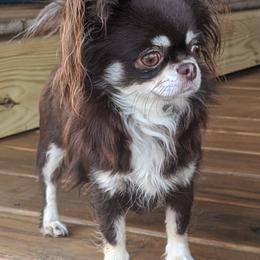 Chihuahua All Grown Up from Precious Paws Chihuahuas