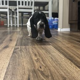 Girl 3 - Black and white female Basset Hound puppy in Liberty, Kentucky from Lovable Basset Hounds