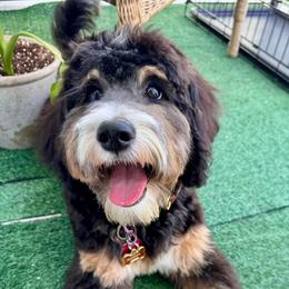 Phoenix - Bernedoodle