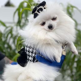 LUNA - Pomeranian