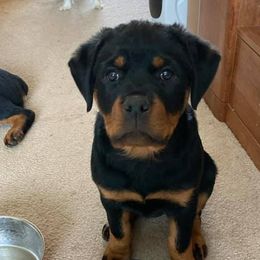 Rottweilers from Hill Top Rottweiler