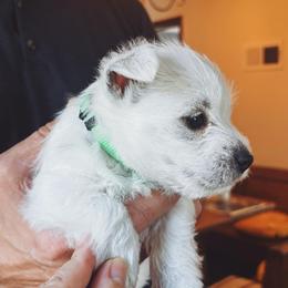Rikki - White female West Highland White Terrier puppy in Independence, Iowa from EClair's Havanese
