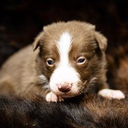 Girl 5 Pink Collar - White and red female Border Collie puppy in Shelbyville, Tennessee from C Horns Ranch Border Collies