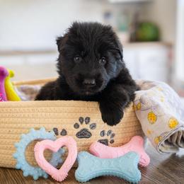 Zicron - Black male German Shepherd puppy in Windsor, South Carolina from Sinister Shepherds