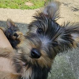 Silky Terrier Puppies from Brawley's Beautiful Babies