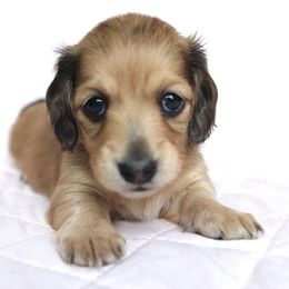 Dani - Dapple Dachshund puppy in Nolensville, Tennessee from Boothe’s Dachshunds