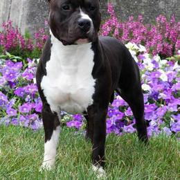 American Staffordshire Terrier Puppies from Diane Guilmette