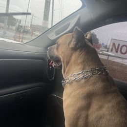 Coco - Cane Corso