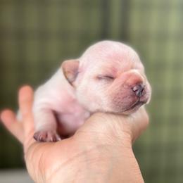 Plum - Cream female French Bulldog puppy in Elmore City, Oklahoma from OK America Kennels