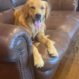 Piper - Golden Retriever