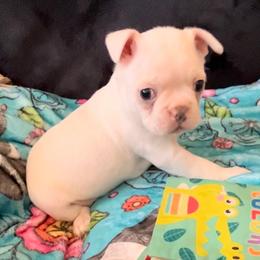 Frost - Blue male Boston Terrier puppy in Red Bluff, California from SunnyValley Bostons