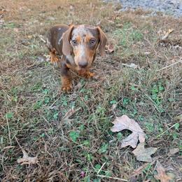Beau - Dapple male Dachshund puppy in Crossville, Tennessee from Golden Mini Farm