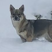 Swedish Vallhund Puppies from Beidelyn Swedish Vallhunds