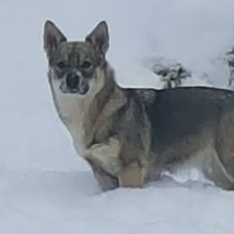 Swedish Vallhund Puppies from Beidelyn Swedish Vallhunds